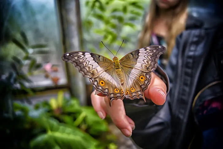 Do Butterflies Bite? Decoding Myths, Anatomy & Behavior