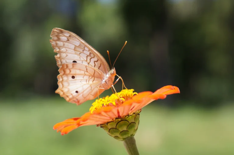 The Ultimate Butterflies Guide: Identification, Conservation, Species & More