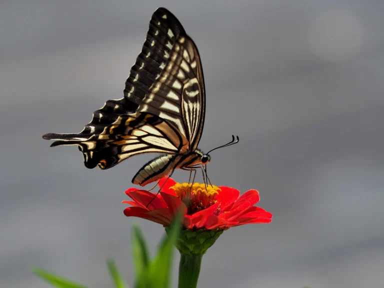 Do Butterflies Have Teeth? The Mystery of Their Mealtime