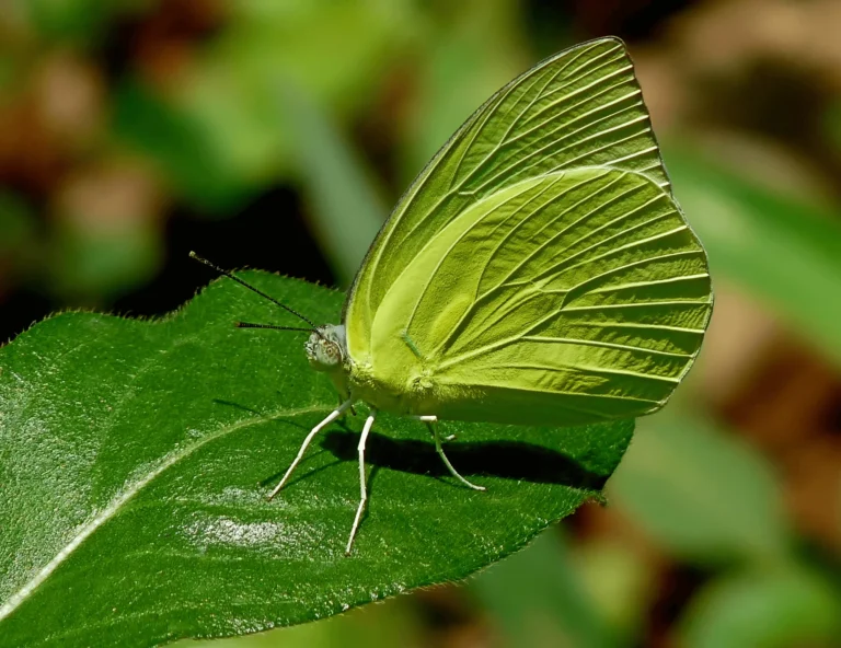 Catopsilia Pomona (Common Emigrant Butterfly): A Full Guide