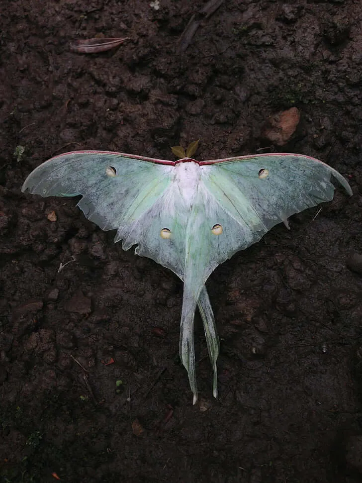 Discover the Chinese Luna Moth: Beauty, Meaning & Comparison