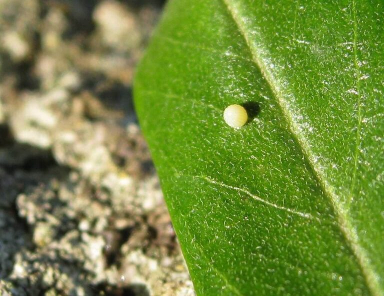 Your Ultimate Guide to Monarch Butterfly Eggs: From Laying to Hatching Journey