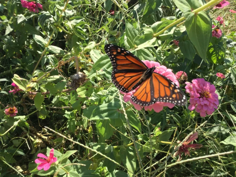 10 Must-Have Monarch Butterfly Plants for a Thriving Ecosystem