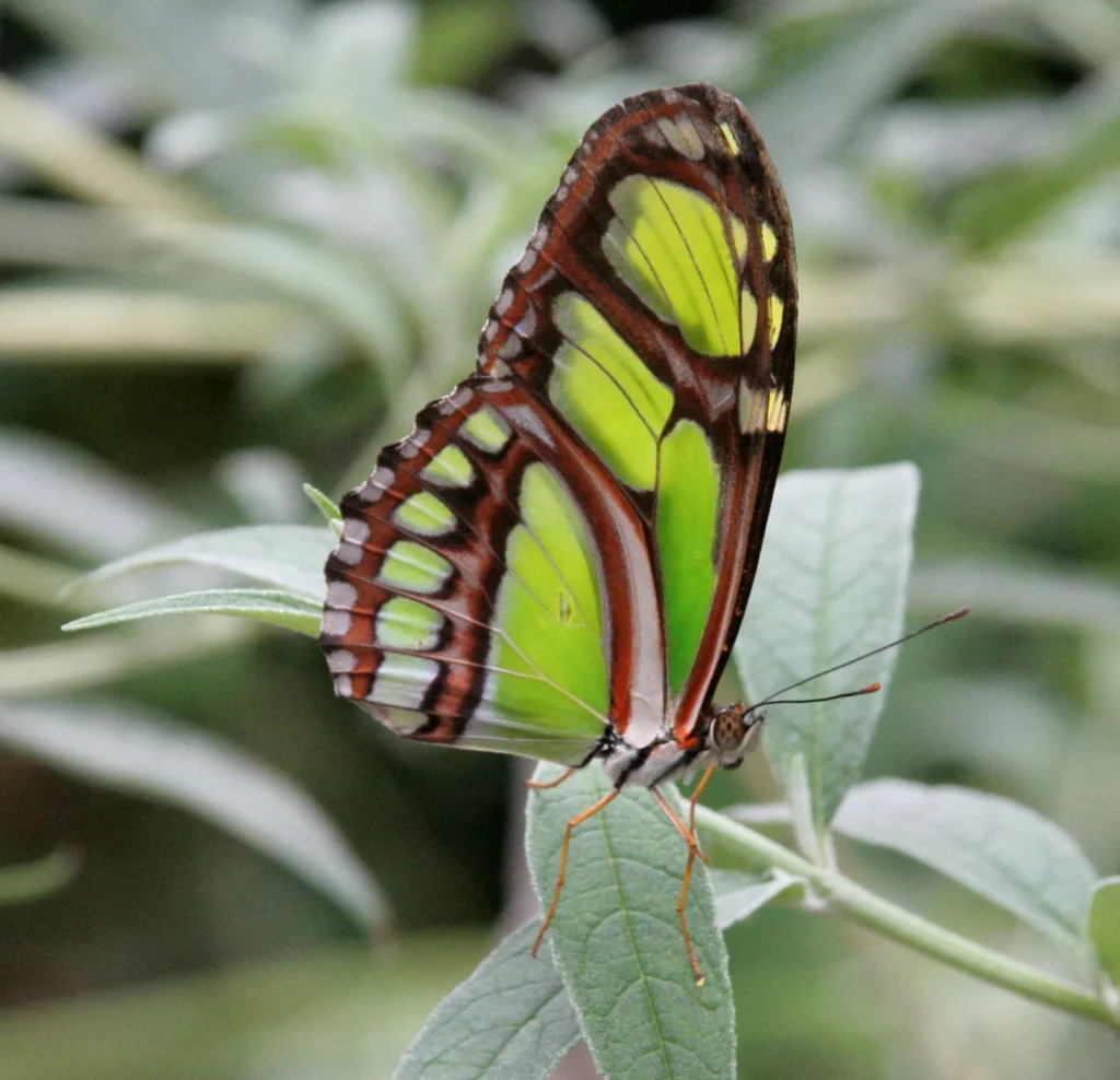 green butterfly that look likes monarch