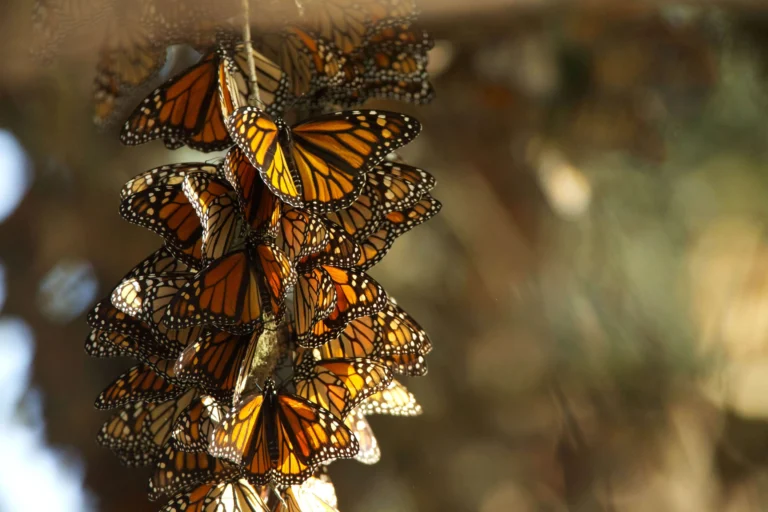 When Do Monarch Butterflies Migrate? Key Patterns & Spots
