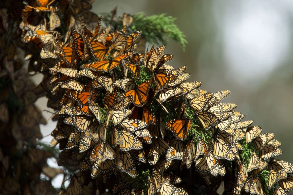 group of monarch butterflies on tree