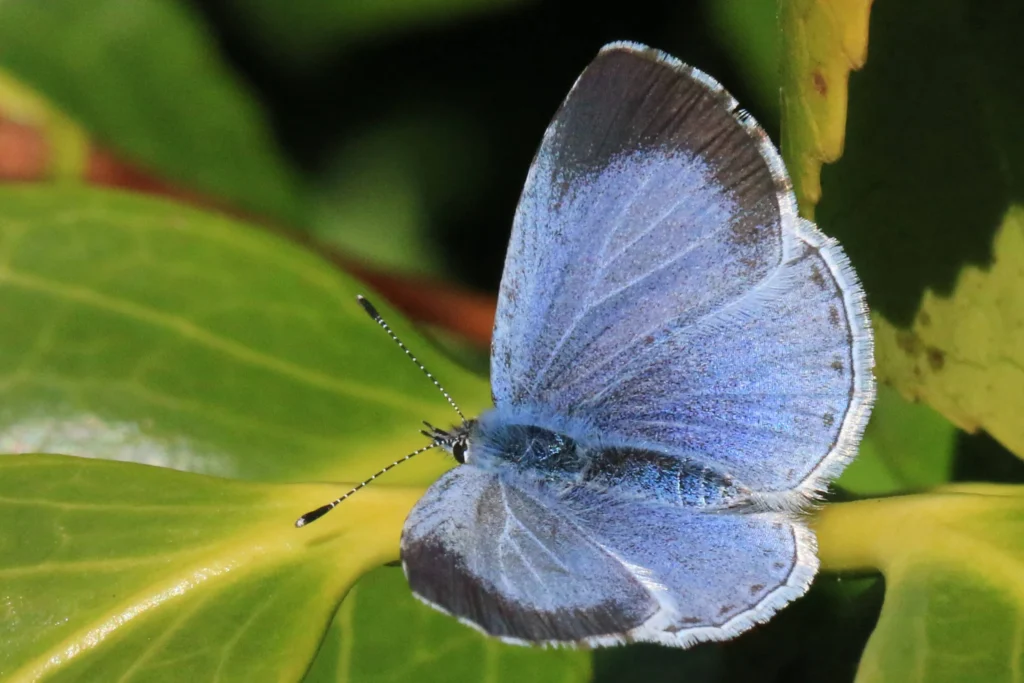  Delicate Holy Blue Butterfly with shimmering wings perched on a vibrant green leaf
