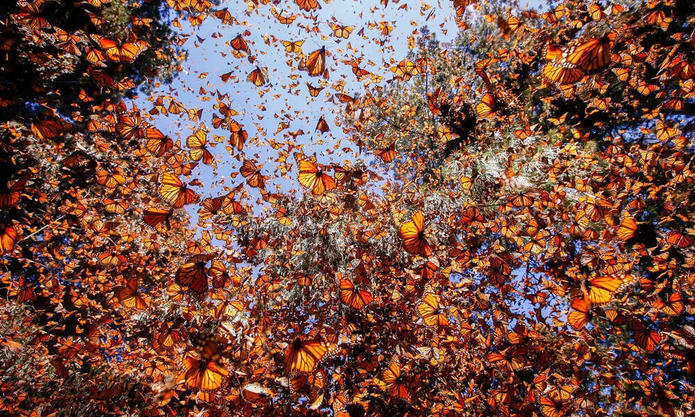 image showing monarch butterfly migration together