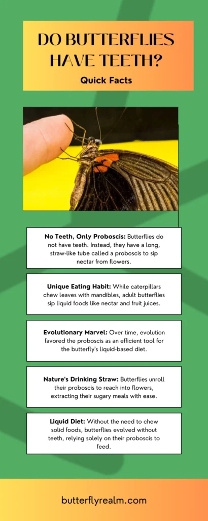 key points - infographic answering do butterflies have teeth