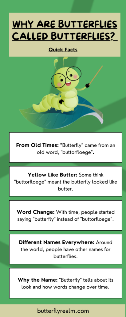 key points - infographic answering why are butterflies called butterflies