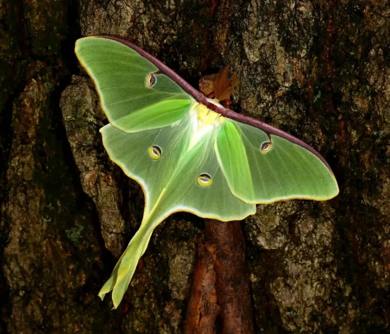 Luna Moth Lifespan & Lifecycle: Exploring Their Mysteries