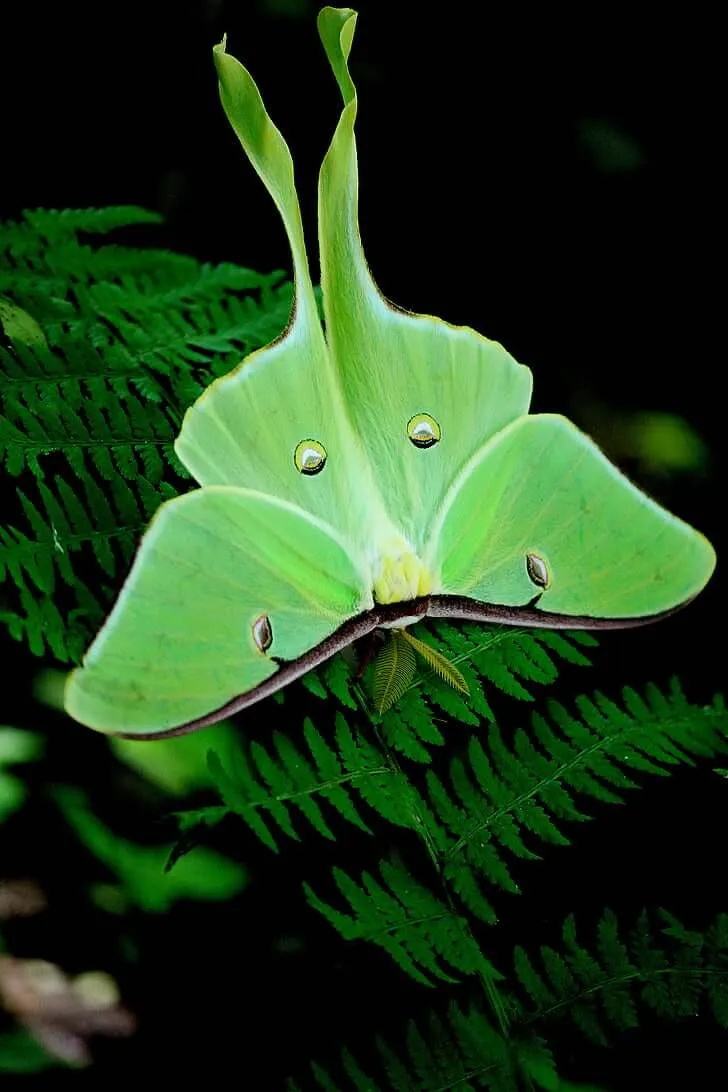 Explore Luna Moth Meaning & Spiritual Symbolism in Detail