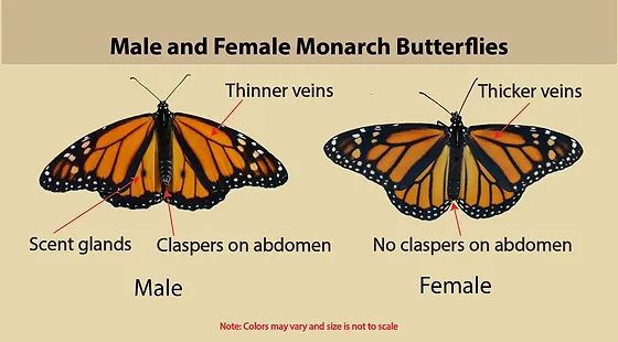 male monarch butterfly vs female comparison