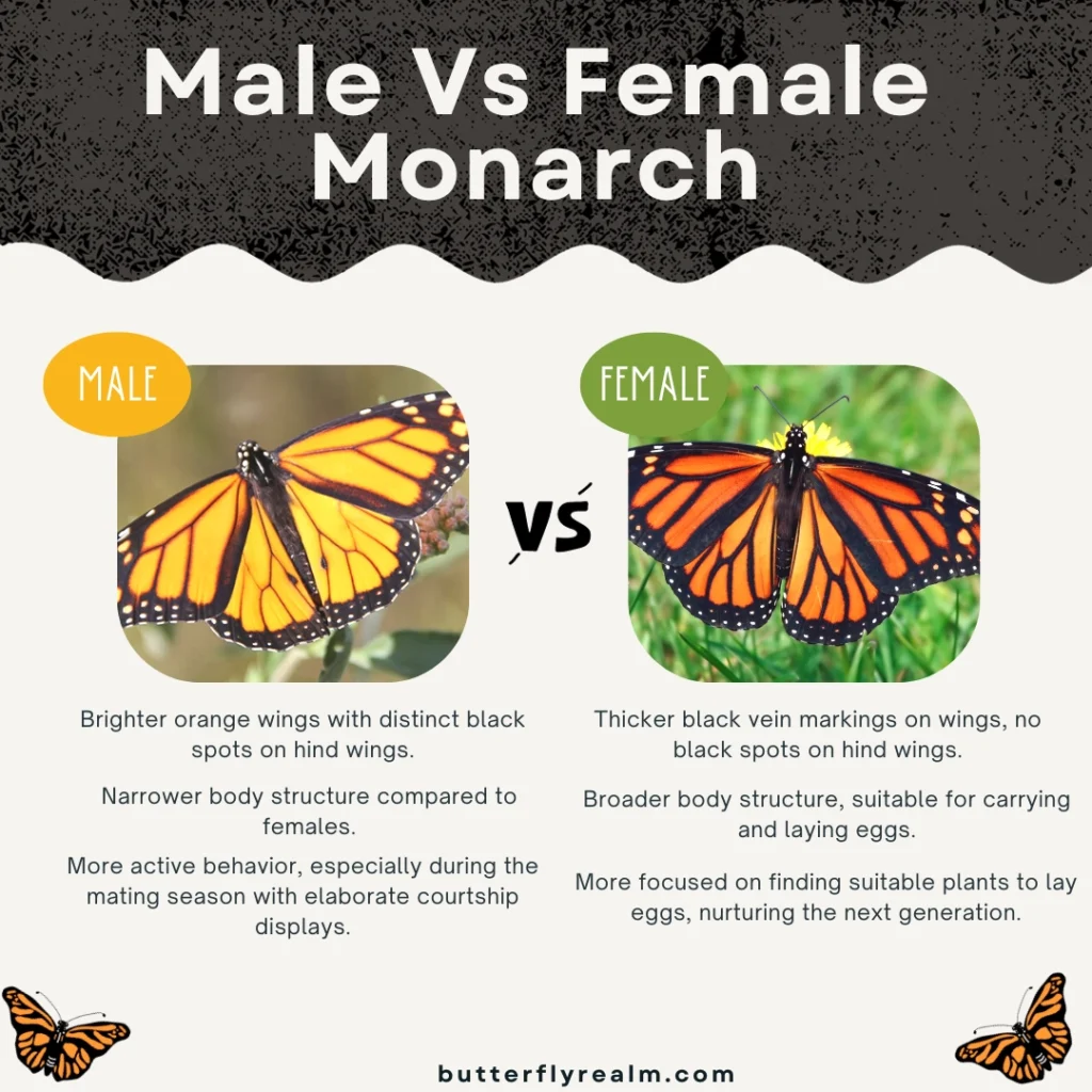 male vs female monarch butterfly comparison chart