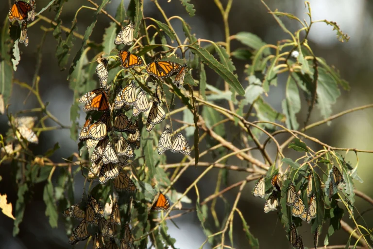 Why Do Monarch Butterflies Migrate? Survival, Breeding & More