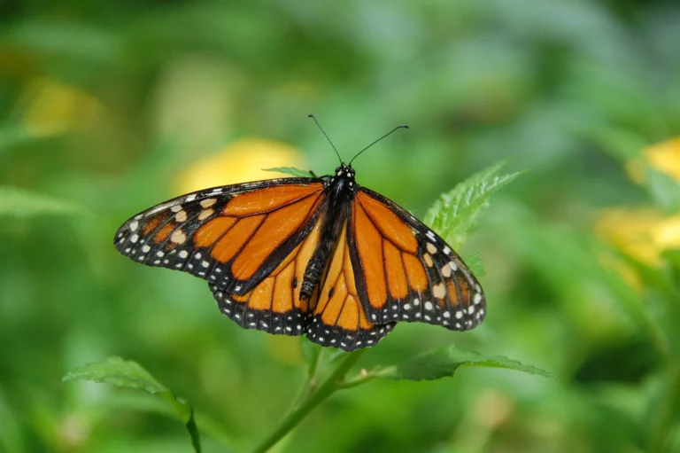 Are Monarch Butterflies Poisonous to Birds? Unveiling the Truth