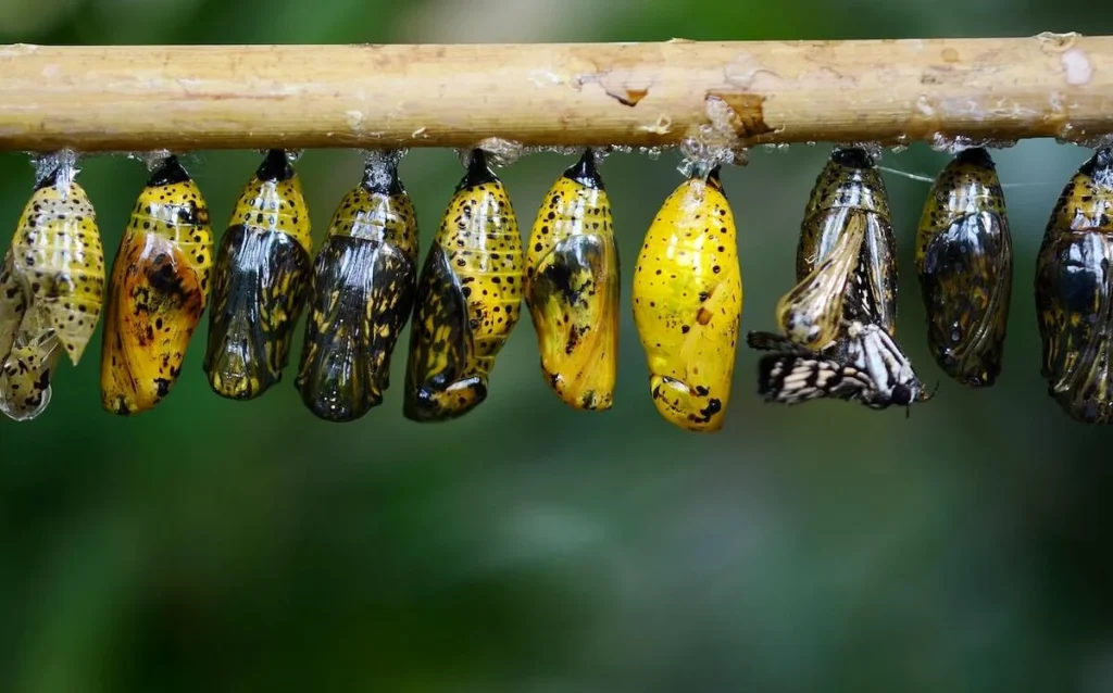 monarch butterfly Chrysalis Stage