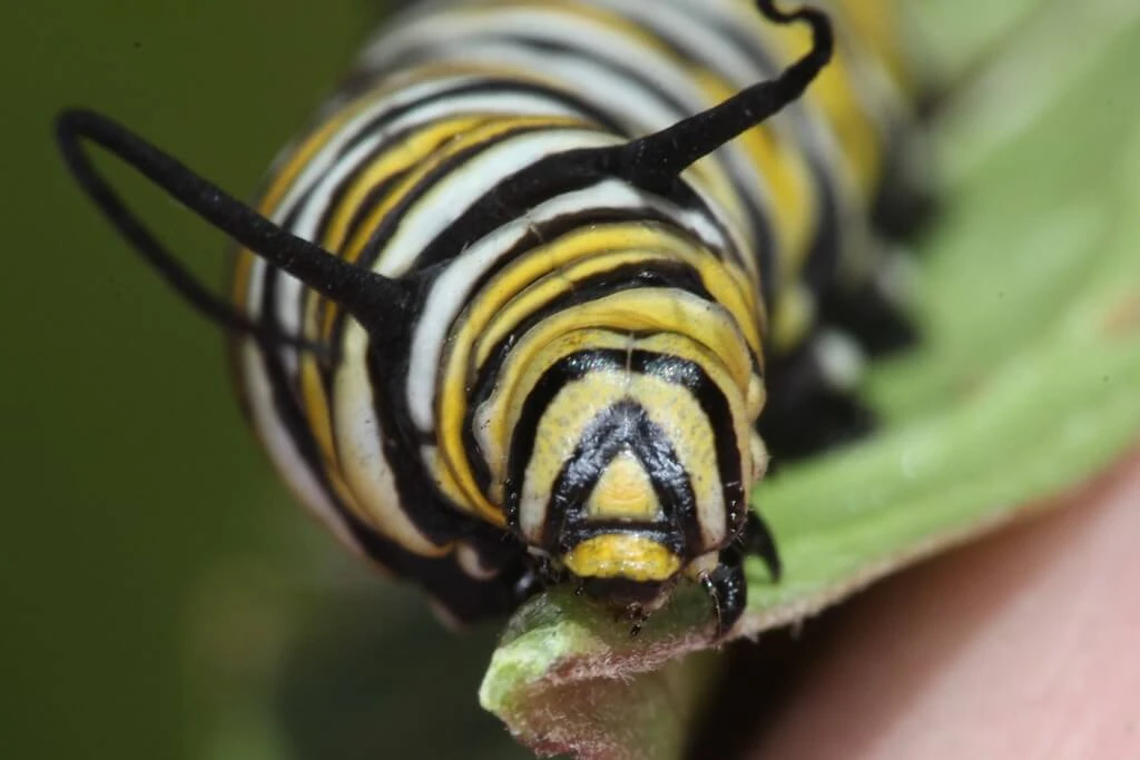 monarch butterfly caterpillar closeup capture