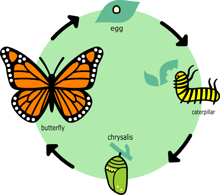 monarch butterfly caterpillar lifecycle infographic