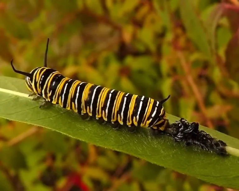 Monarch Butterfly Caterpillar: A Detailed, Fascinating Guide
