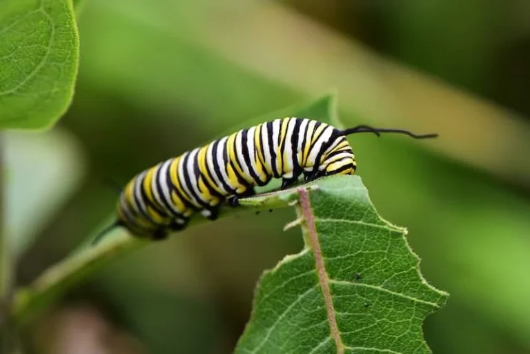 A Detailed Step-By-Step Guide To Raising Monarch Butterflies