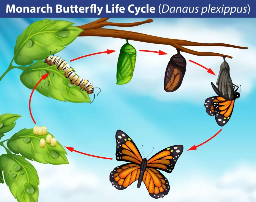 monarch butterfly lifespan and lifecycle