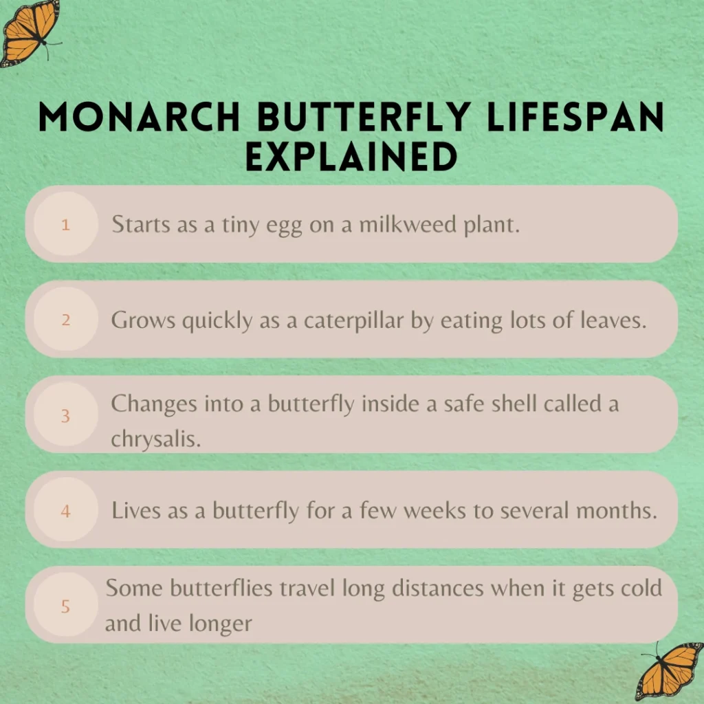 image answering how long does a monarch butterfly live