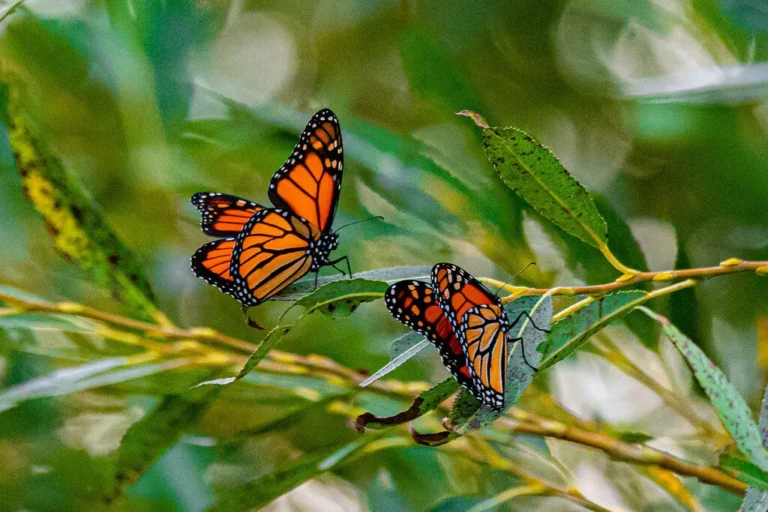 Male Monarch Butterfly vs Female: A Detailed Comparison