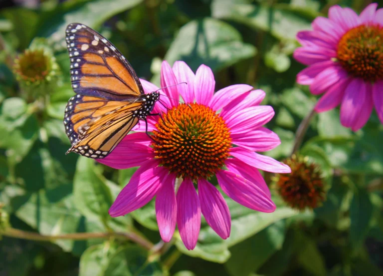 Are Monarch Butterflies Poisonous? Complete Facts, Impacts, & Safety Guide