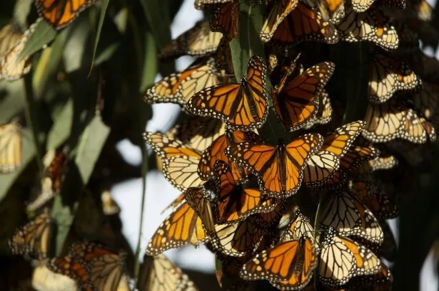 monarch butterflies hanging on the tree