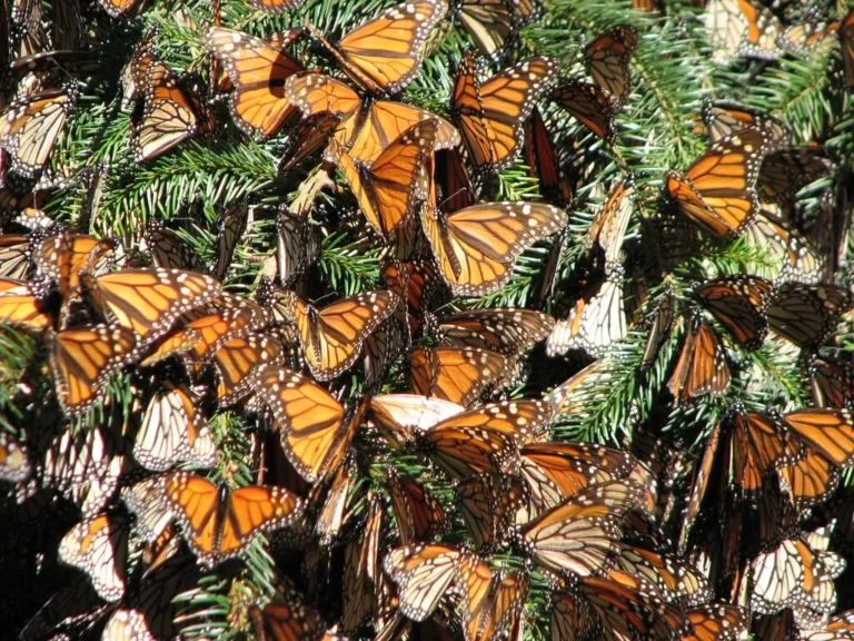 The Ultimate Monarch Butterfly Migration Guide: Facts, Routes & Phenomena