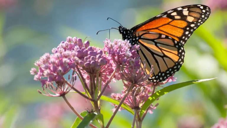 The Ultimate Guide to Monarch Butterfly Meaning and Symbolism