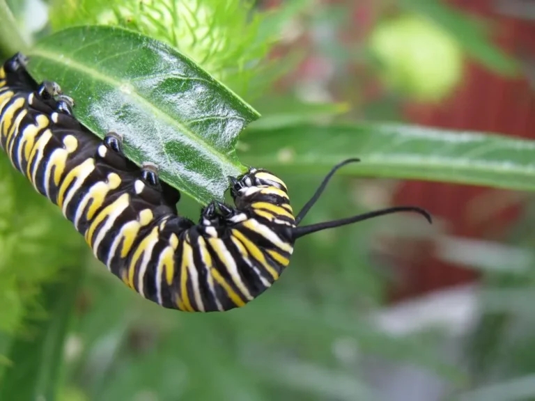 What Do Monarch Butterflies Eat? Diet & Survival Tactics