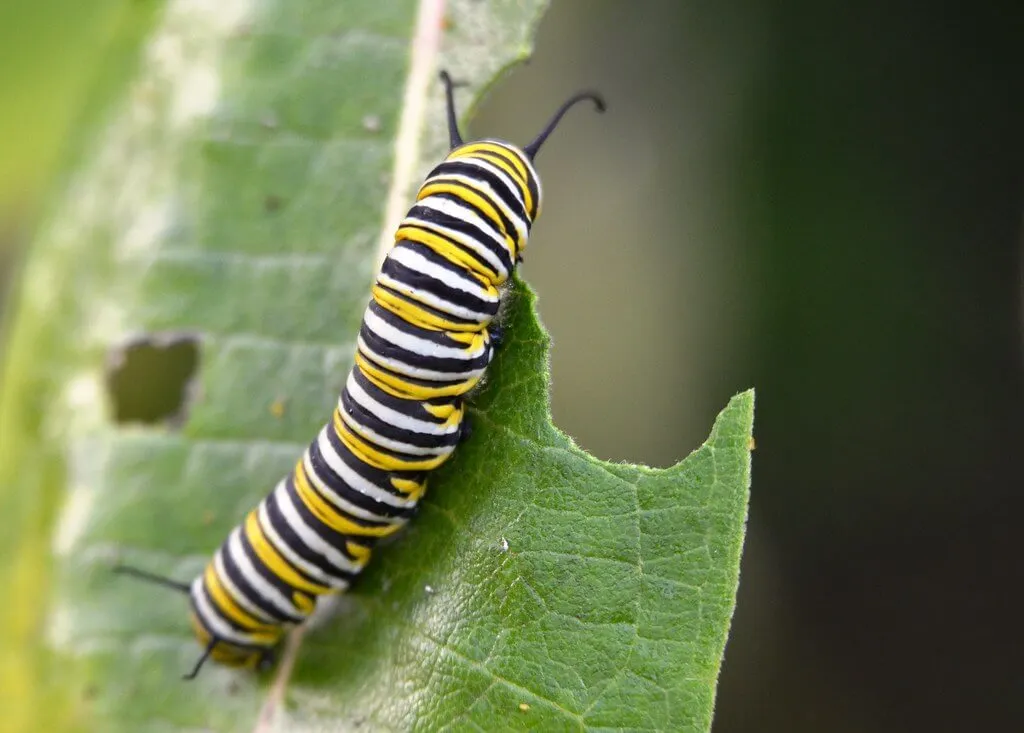 monarch caterpillar eating milkweed leaves
