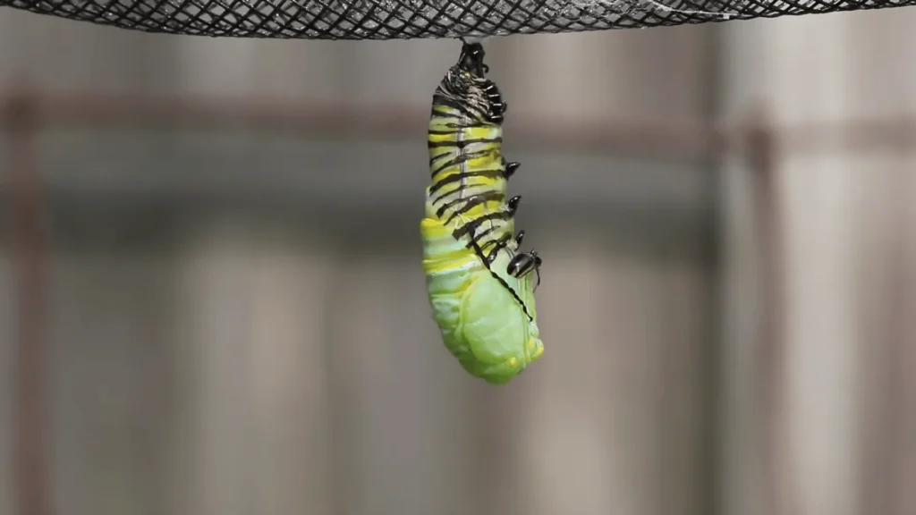 monarch caterpillar formation of chrysalis