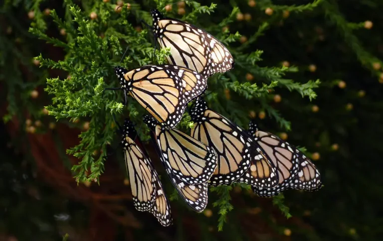 Where Do Monarch Butterflies Migrate To? A Complete Guide