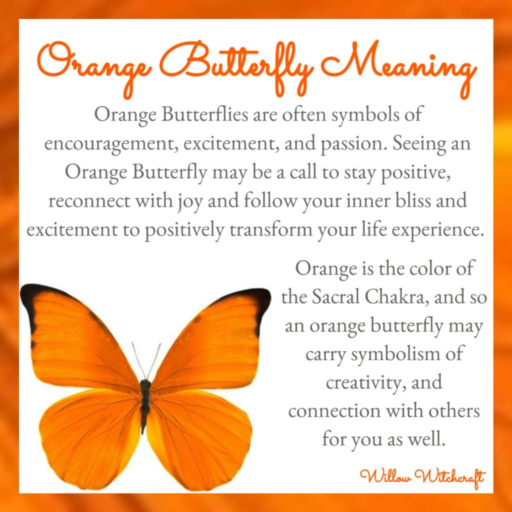 orange-butterfly-meaning-explained-in-image