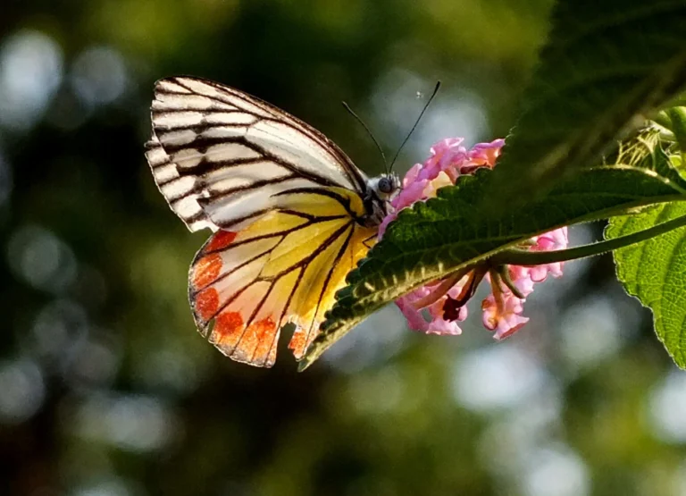 Painted Jezebel Butterfly Guide: Lifecycle, Habitat & FAQs