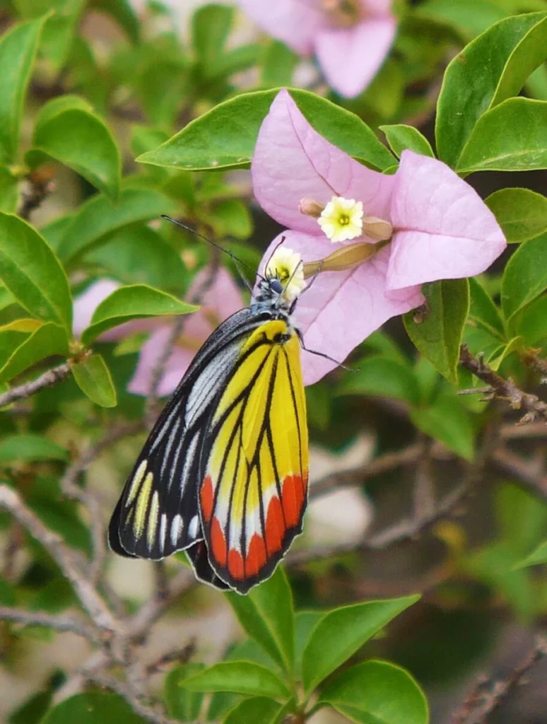 painted jezebel butterfly on flower