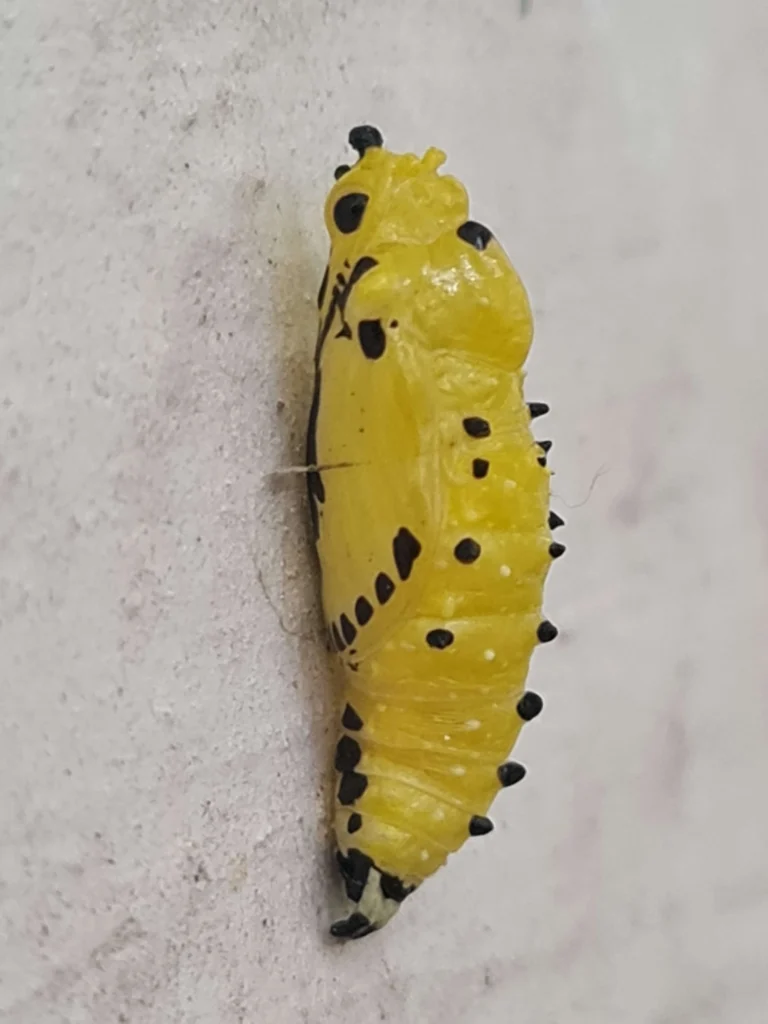 painted jezebel Pupal Stage