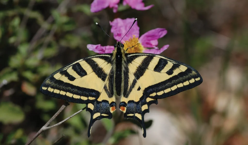 papilio alexanor (Southern Swallowtail) Butterfly flying