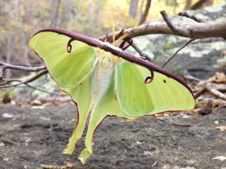 Luna Moth Wings: 7 Marvelous Facts, Structure, and Symbolism