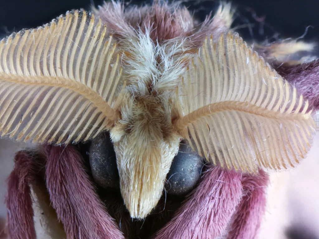 purple luna moth closeup face image