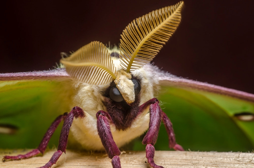 image showing do luna moths have mouths