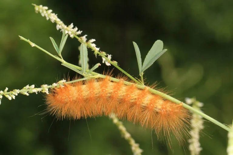 Salt Marsh Caterpillar Guide: Life Cycle, Defense & Poison Facts & More