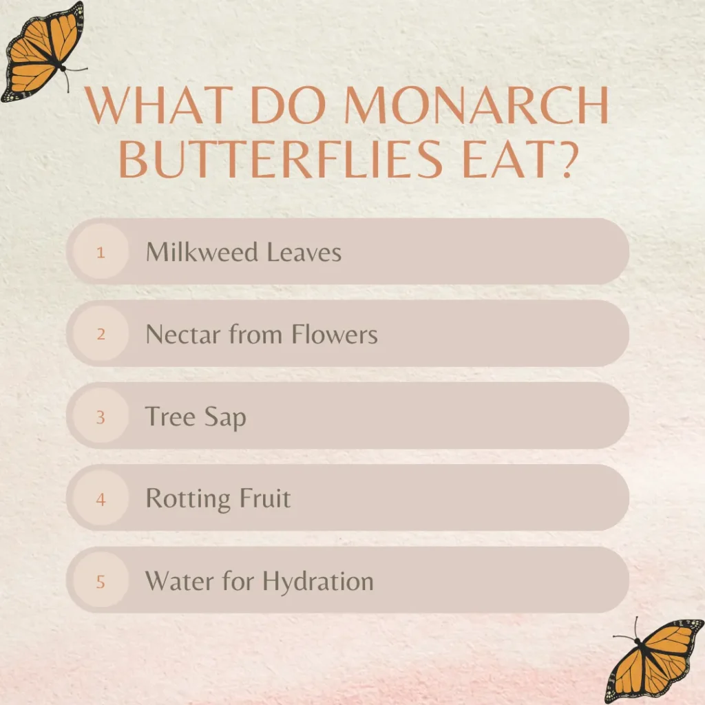 what do monarch butterflies eat and drink written on the image