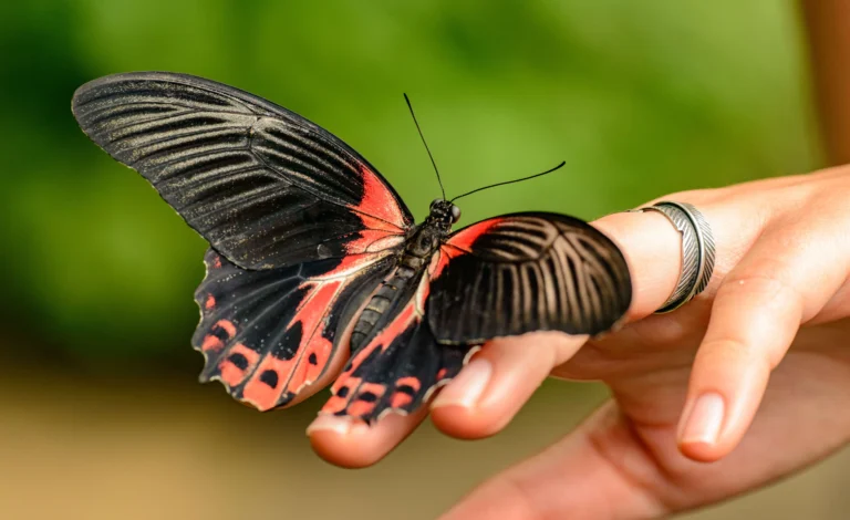 What Does it Mean When a Butterfly Lands on You? Discover Now
