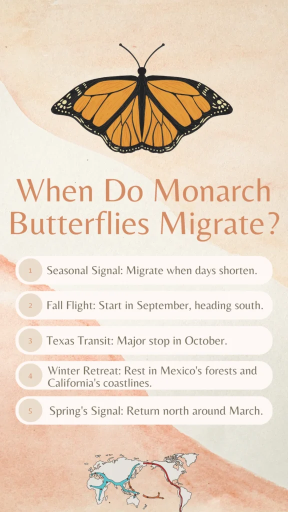 when do monarch butterflies migrate informational infographic