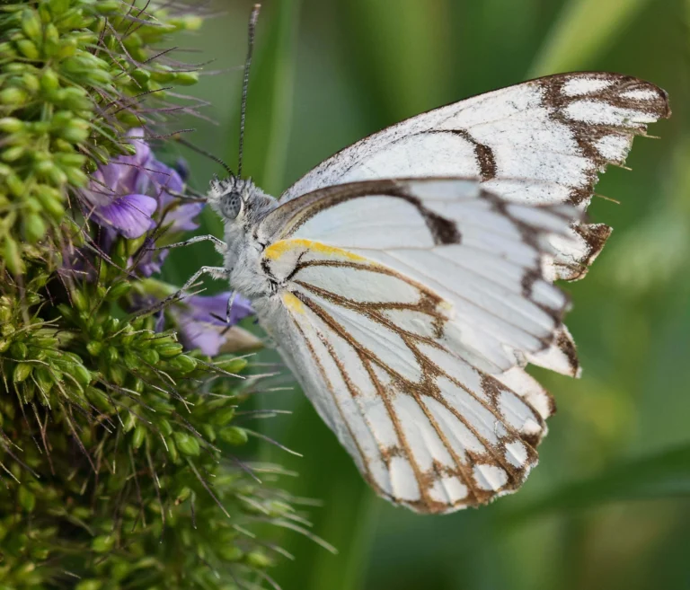 White Butterfly Meaning Guide: Symbols, Spirituality & Stories