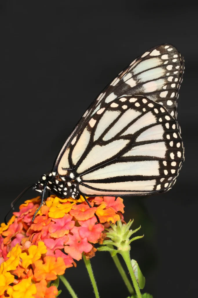 white monarch butterfly on red flowers